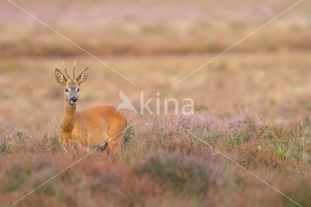 Roe Deer (Capreolus capreolus)