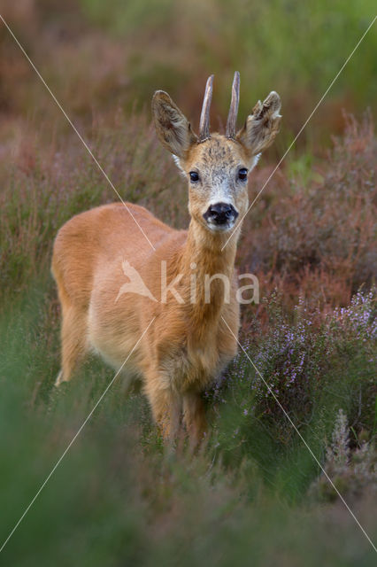 Roe Deer (Capreolus capreolus)