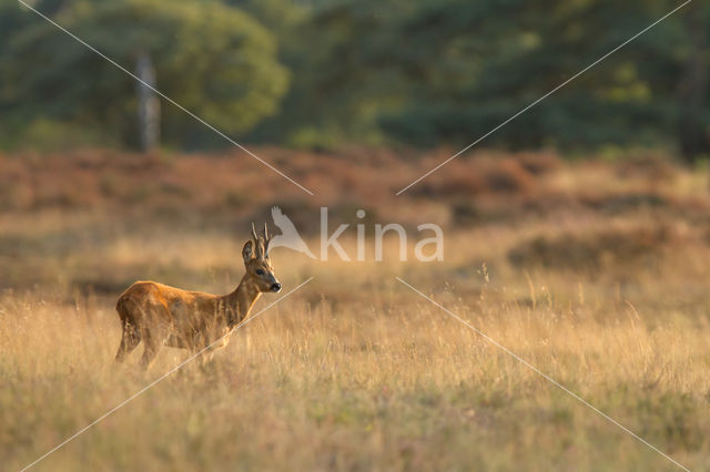 Roe Deer (Capreolus capreolus)