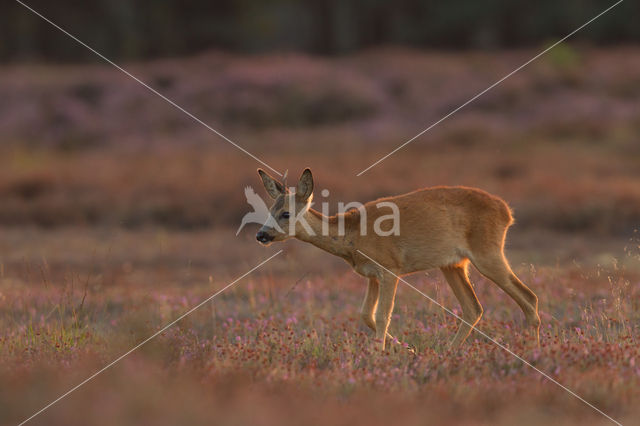 Roe Deer (Capreolus capreolus)