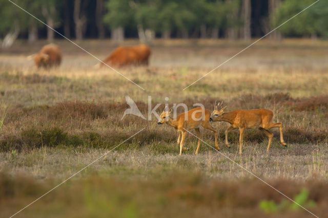 Roe Deer (Capreolus capreolus)