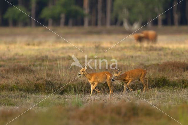 Roe Deer (Capreolus capreolus)