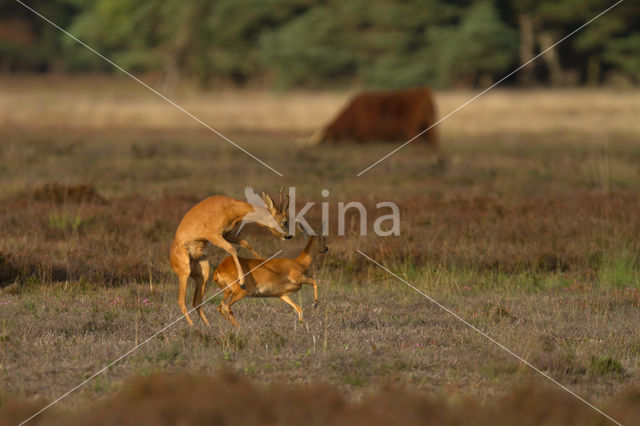 Roe Deer (Capreolus capreolus)