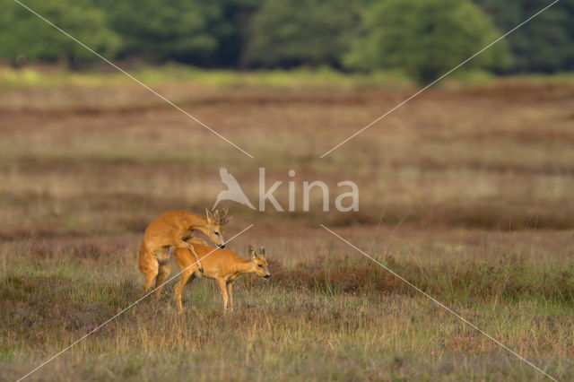 Roe Deer (Capreolus capreolus)