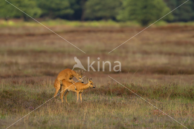 Roe Deer (Capreolus capreolus)