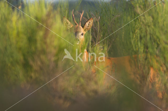 Roe Deer (Capreolus capreolus)