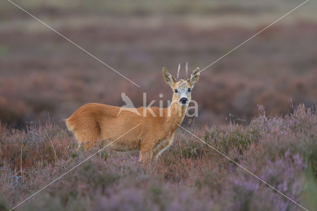 Roe Deer (Capreolus capreolus)