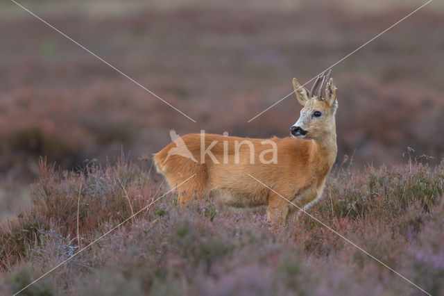 Roe Deer (Capreolus capreolus)