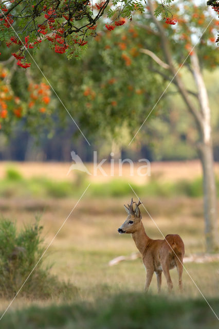 Roe Deer (Capreolus capreolus)