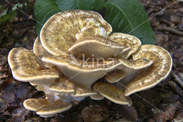 Giant Polypore (Meripilus giganteus)