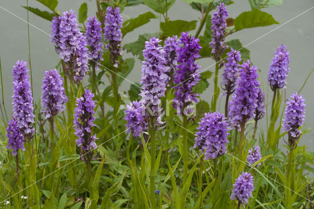 Southern Marsh-orchid (Dactylorhiza praetermissa)