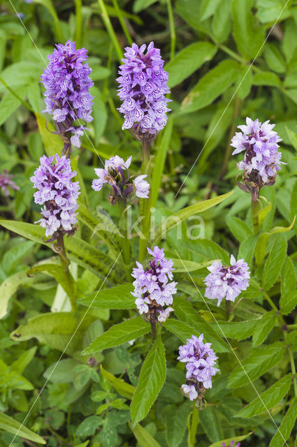 Southern Marsh-orchid (Dactylorhiza praetermissa)