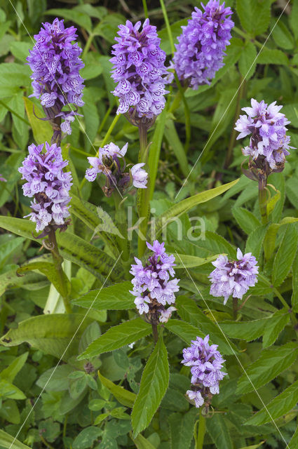 Southern Marsh-orchid (Dactylorhiza praetermissa)