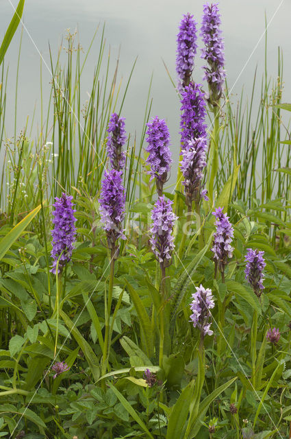 Southern Marsh-orchid (Dactylorhiza praetermissa)