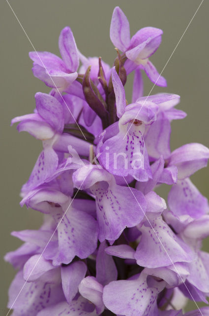 Rietorchis (Dactylorhiza praetermissa)