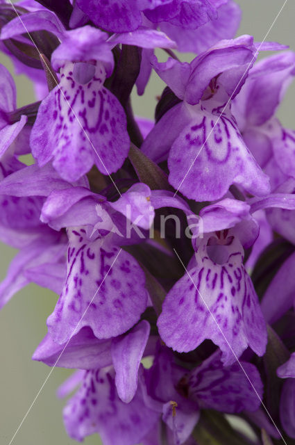 Southern Marsh-orchid (Dactylorhiza praetermissa)