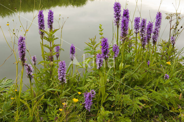 Rietorchis (Dactylorhiza praetermissa)