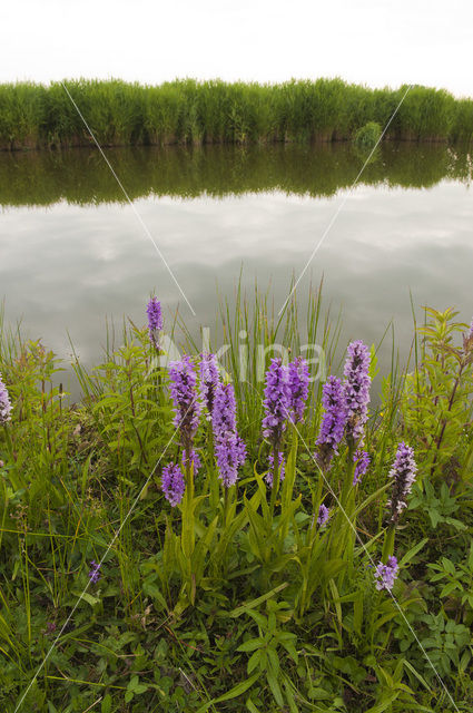 Southern Marsh-orchid (Dactylorhiza praetermissa)