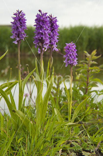 Southern Marsh-orchid (Dactylorhiza praetermissa)