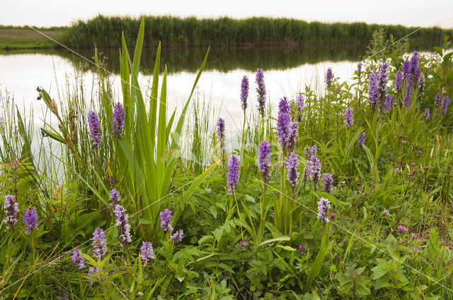 Rietorchis (Dactylorhiza praetermissa)