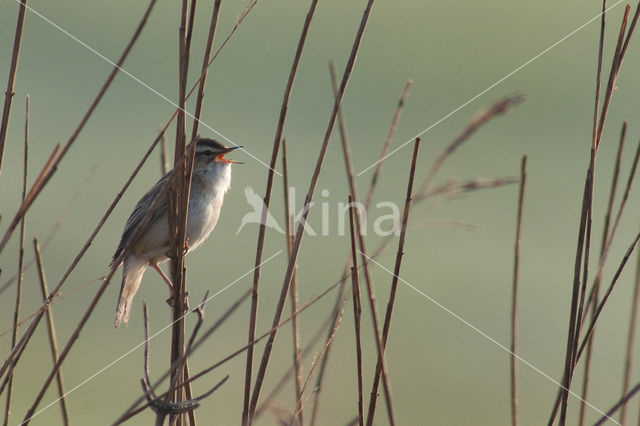 Rietzanger (Acrocephalus schoenobaenus)