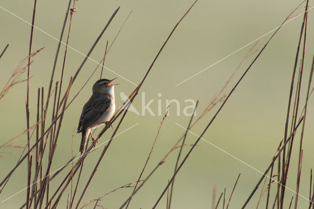 Rietzanger (Acrocephalus schoenobaenus)