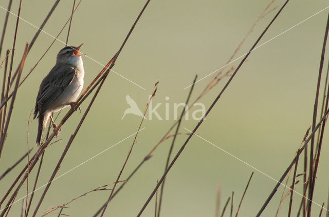 Rietzanger (Acrocephalus schoenobaenus)