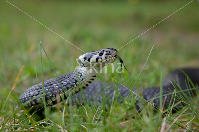 Grass Snake (Natrix natrix)