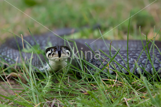 Grass Snake (Natrix natrix)