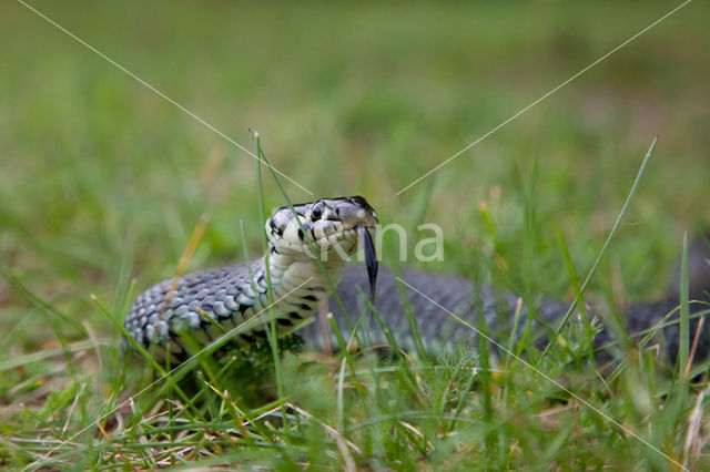 Grass Snake (Natrix natrix)