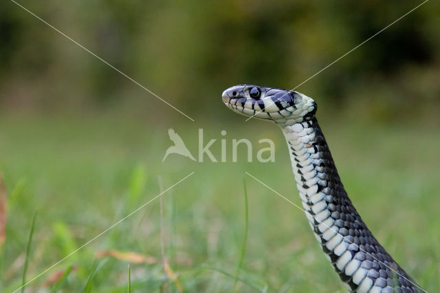 Grass Snake (Natrix natrix)