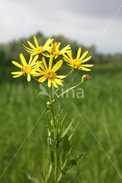 Broad-leaved Ragwort (Senecio fluviatilis)