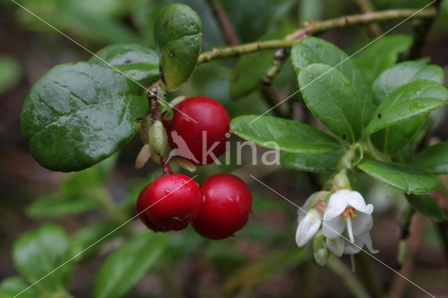 Bog Cranberry