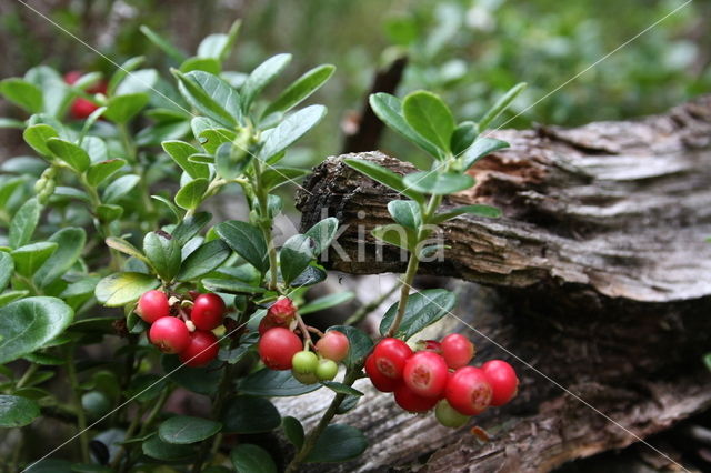 Bog Cranberry