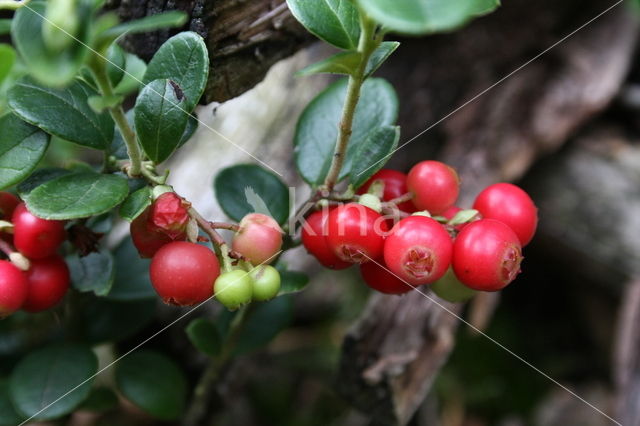 Bog Cranberry