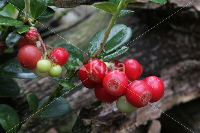 Bog Cranberry