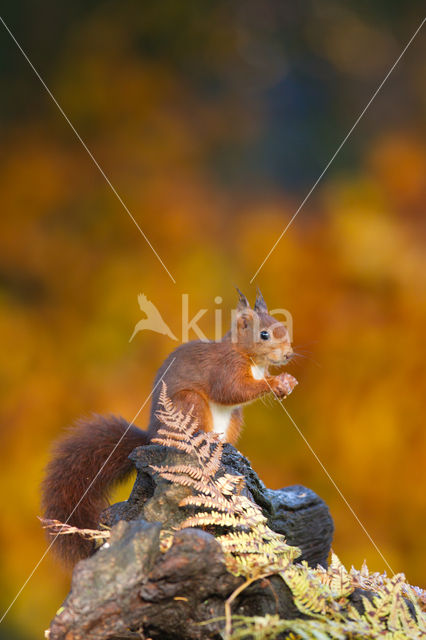 Red squirrel (Tamiasciurus hudsonicus)
