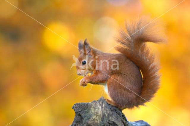 Red squirrel (Tamiasciurus hudsonicus)