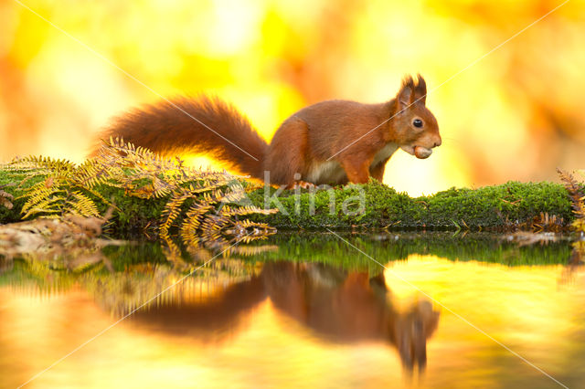 Red squirrel (Tamiasciurus hudsonicus)