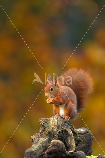 Red squirrel (Tamiasciurus hudsonicus)