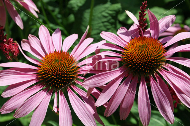 eastern purple coneflower (Echinacea purpurea)