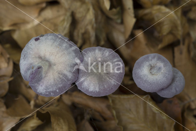 Amethyst Deceiver (Laccaria amethystina)