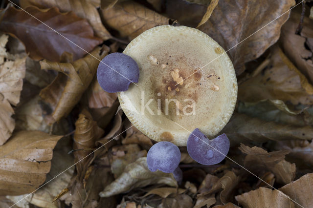 Amethyst Deceiver (Laccaria amethystina)