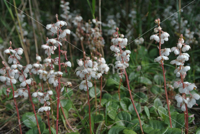 Round-leaved Wintergreen (Pyrola rotundifolia)