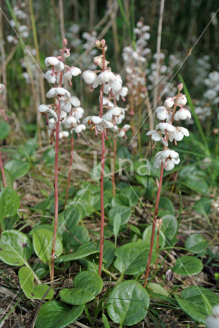 Round-leaved Wintergreen (Pyrola rotundifolia)