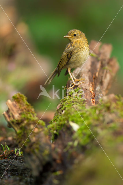 Roodborst