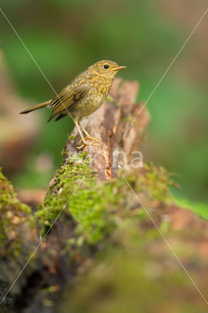 European Robin (Erithacus rubecula)