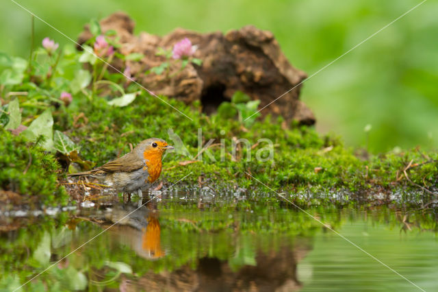 European Robin (Erithacus rubecula)