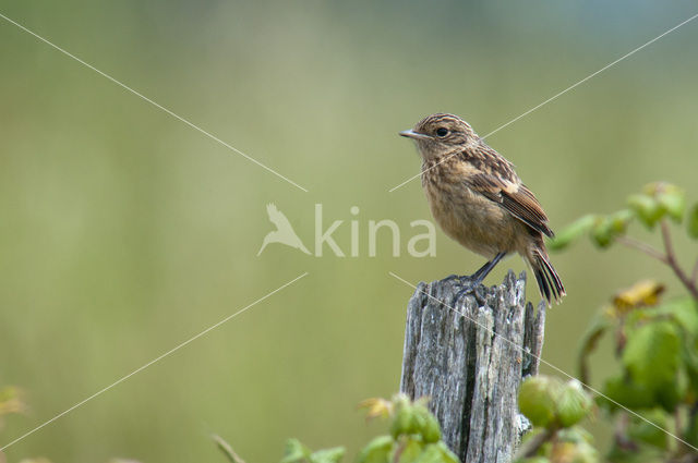 European Stonechat (Saxicola rubicola)