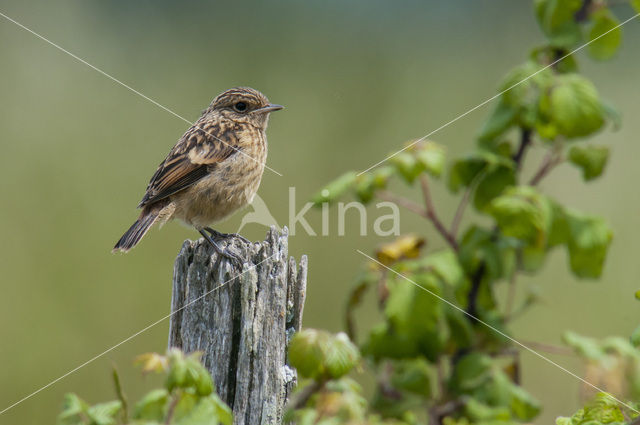 European Stonechat (Saxicola rubicola)